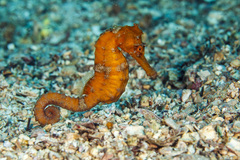 Hippocampus reidi