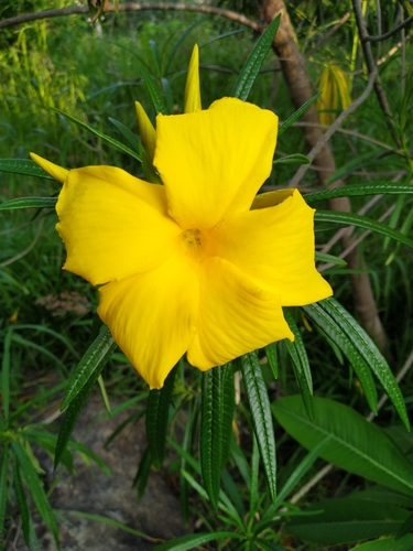 Cascabela thevetioides