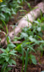 Festuca altissima