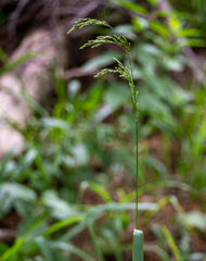 Festuca altissima