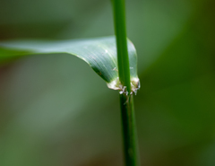 Festuca altissima