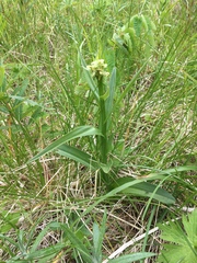 Platanthera convallariifolia