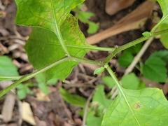 Solanum