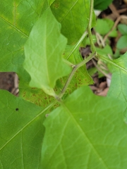 Solanum