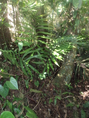 Ceratozamia