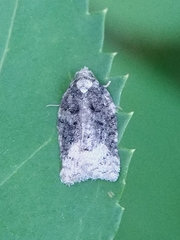 Acleris clarkei