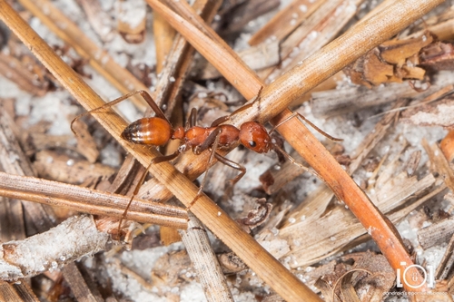 Shining Amazon Ant photo 5