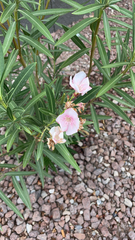 Nerium oleander