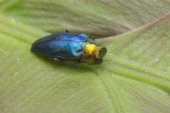 Endelus cupido