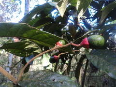 Nectandra