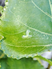 Phyllocnistis unipunctella