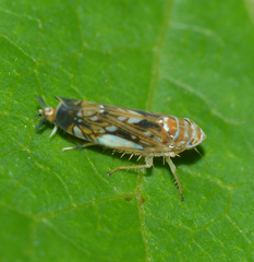 Scaphoideus incisus