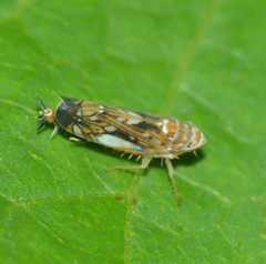 Scaphoideus incisus