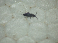 Entomobryomorpha