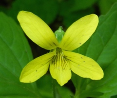 Viola tripartita