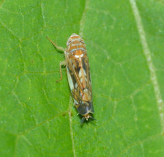 Scaphoideus incisus