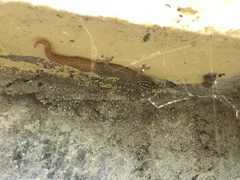 Sphaerodactylus