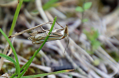 Crambus saltuellus