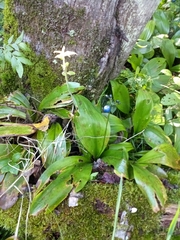 Clintonia borealis