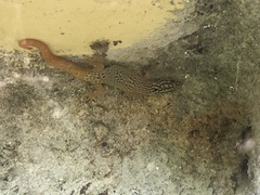 Sphaerodactylus