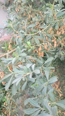 Halimodendron halodendron