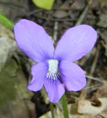 Viola palmata