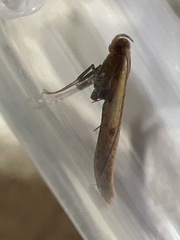 Aspilapteryx tringipennella