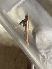 Aspilapteryx tringipennella