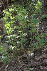 Lupinus caudatus caudatus