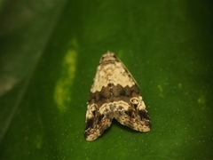 Maliattha signifera