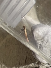 Aspilapteryx tringipennella