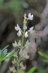 Lupinus caudatus caudatus