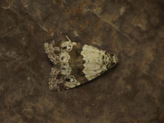 Maliattha signifera