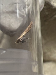 Aspilapteryx tringipennella