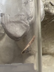 Aspilapteryx tringipennella