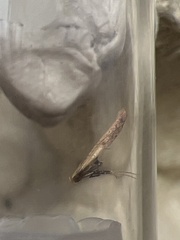 Aspilapteryx tringipennella