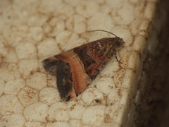 Pseudozarba bipartita