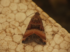 Pseudozarba bipartita