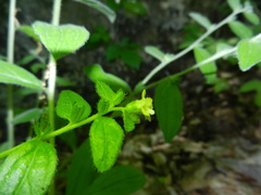 Lithospermum tuberosum