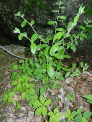 Lithospermum tuberosum