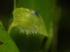 Commelina forskaolii