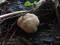 Lycoperdaceae