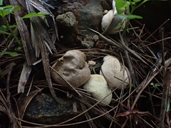Lycoperdaceae