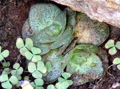 Crassula montana