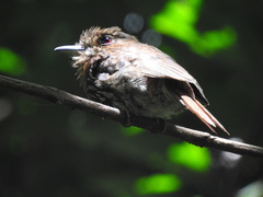 Malacoptila panamensis