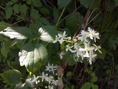 Clematis virginiana