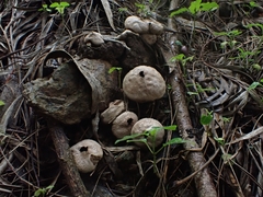 Lycoperdaceae