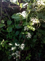 Clematis virginiana