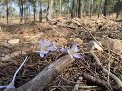Crocus reticulatus