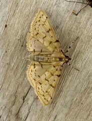 Polygrammodes flavidalis